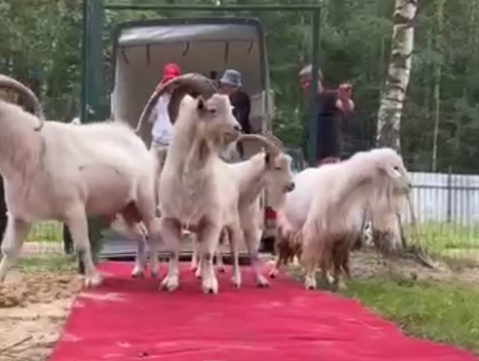Знаменитых бутовских коз изъяли у пожилого фермера и отвезли в зоопарк. Фото: t.me/shot_shot
