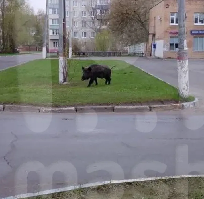 В Подмосковье дикий кабан перепугал детей, выбежав из леса прямо к школе. Фото: @breakingmash