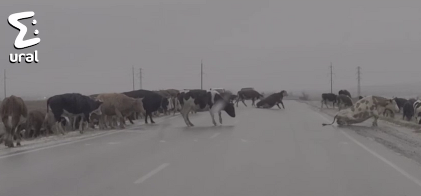 Коровушки переходят дорогу как могут, в условиях гололеда. Фото: @t.me/url_mash