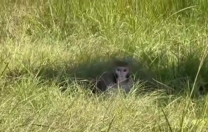 В США лабораторные обезьяны, зараженные гепатитом и COVID, сбежали при перевозке. Фото: t.me/shot_shot