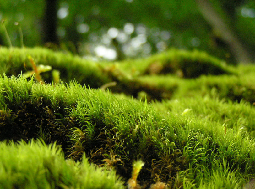 Мох активно применялся медиками в период Великой Отечественной войны. Фото: inaturalist.org