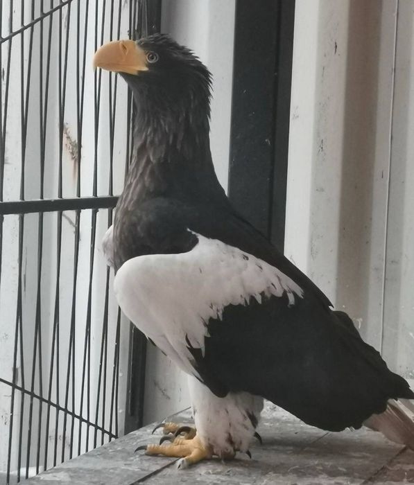 В Нижнем волонтеры спасли раненого орлана, его выбросили на стоянке в мешке. Фото: соцсети