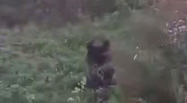 В Хабаровском крае медведь поселился в поселке и ворует овощи с огорода. Фото: t.me/amur_mash