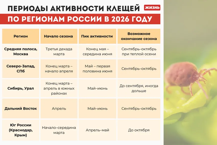 Периоды активности клещей по регионам России в 2026 году. Коллаж: Гавришева Анна