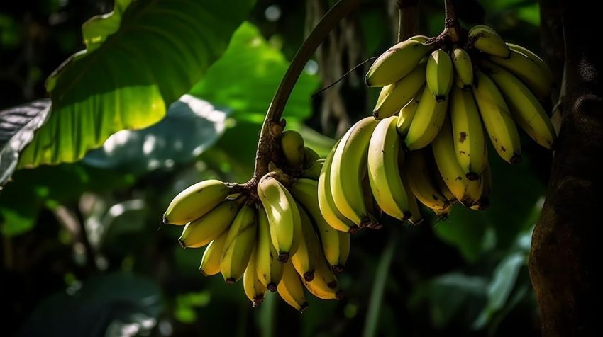 Из банановой кожуры может получиться отличное удобрение. Фото сгенерировано нейросетью midjourney.com по мотивам публикации