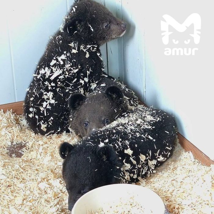 В Приморье сотрудники охотнадзора нашли коробку с двумя ручными медвежатами. Фото: t.me/amur_mash