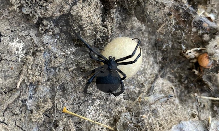 Фото: t.me/+kKLENZd7_Mk5NmRi