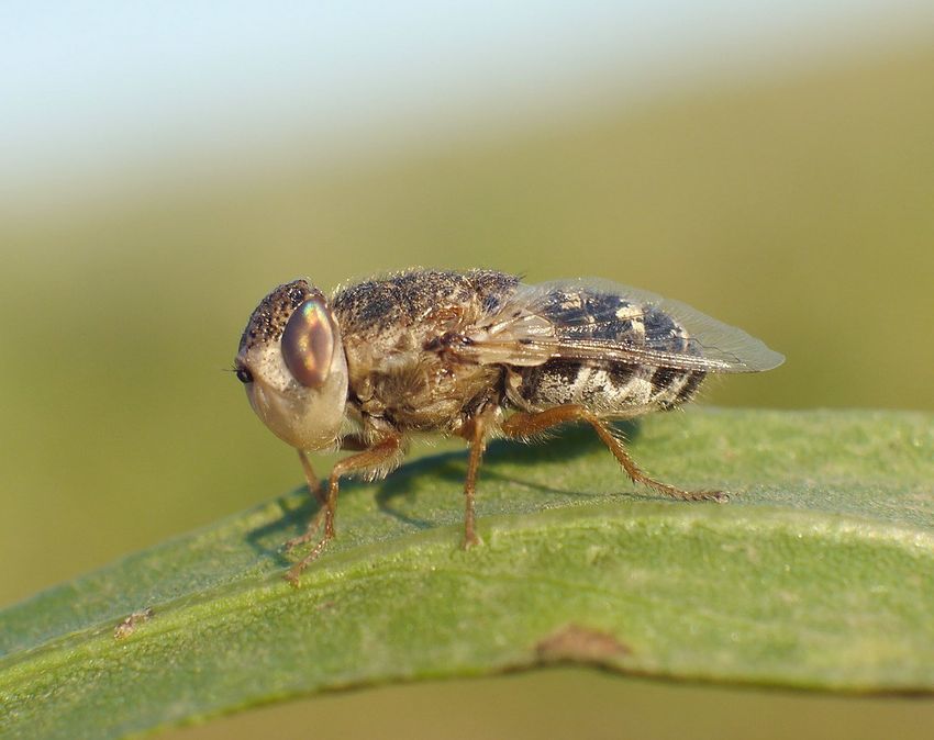 В Новосибирске врачи удалили из головы годовалого малыша личинок овечьего овода. Фото: en.wikipedia.org