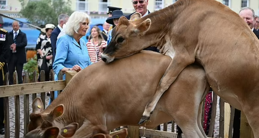 Королева Камилла была шокирована увиденным. Фото: Daily Mail