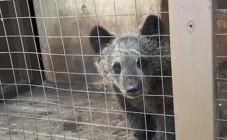 Под Иркутском спасли медвежонка, который плакал возле тела сбитой мамы. Фото: t.me/babr_mash