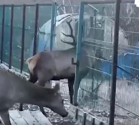 После смертельного ЧП животное пришлось пристрелить ФОТО: t.me/babr_mash