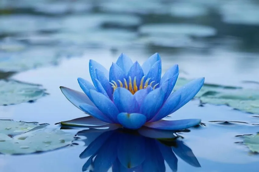 В Новосибирске на таможне перехватили иностранную посылку с галлюциногенным чаем. Фото сгенерировано нейросетью по материалам статьи.