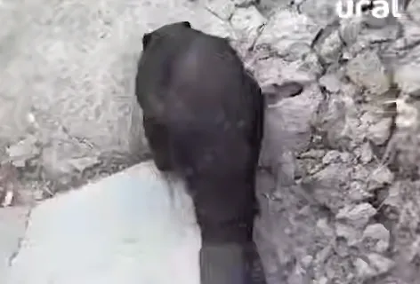 На Урале спасатели достали из колодца застрявшего там толстого бобра. Фото: t.me/url_mash