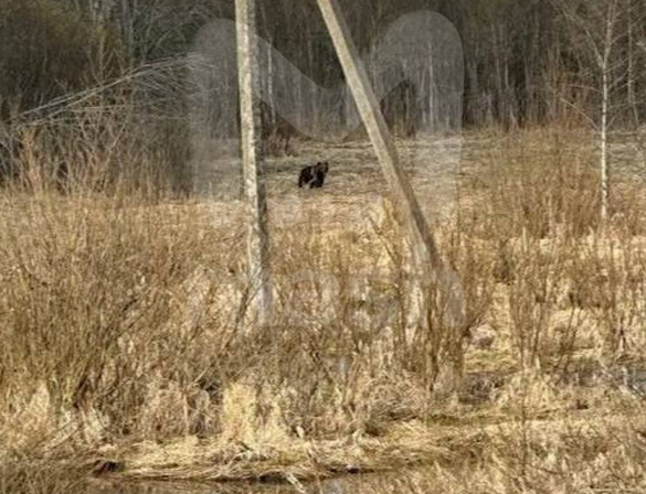 Один из медведей вышел почти к самому поселку. ФОТО: @breakingmash