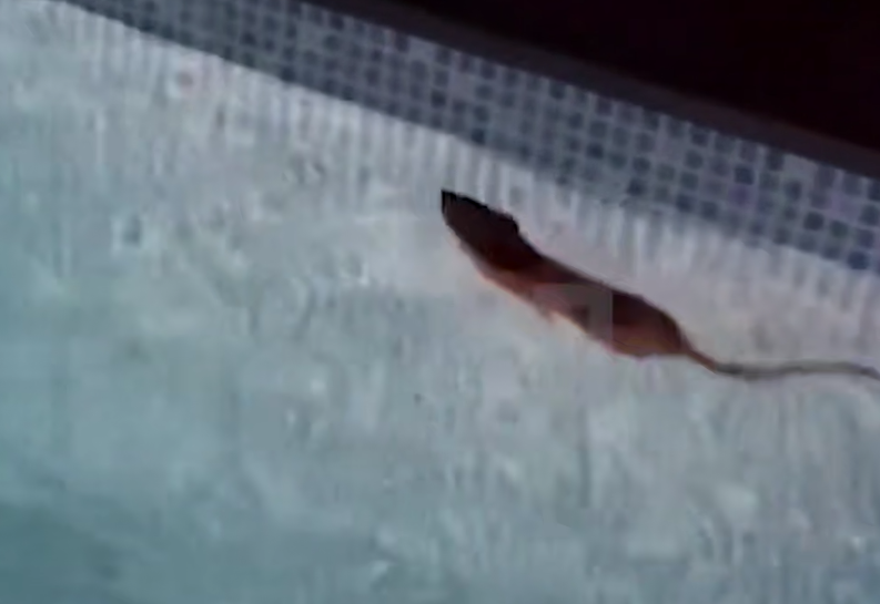 В Саратове дикая выдра поселилась в бассейне и покусала хозяина и его собаку. Фото: t.me/shot_shot