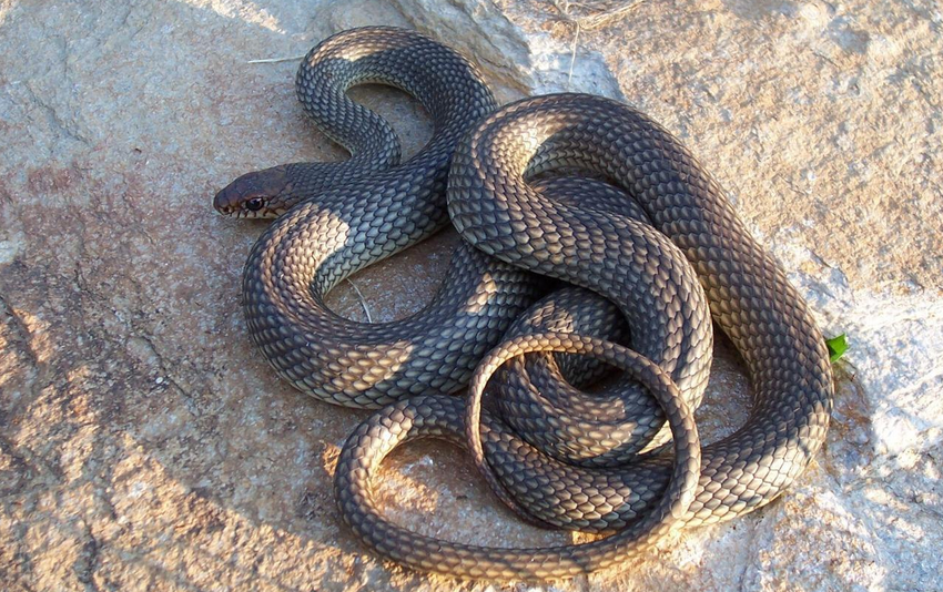 В Башкирии змея укусила своего хозяина-экстремала за руку, бедро и мошонку. Фото: t.me/bazabazon