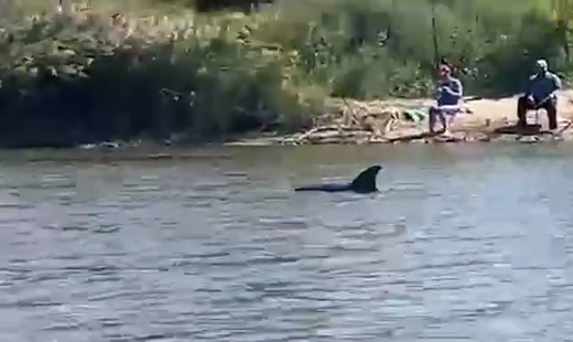 На Кубани дельфин случайно заплыл в реку из моря и остался там жить. Фото: t.me/kub_mash
