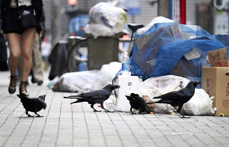 Японцы терпеть не могут ворон. Фото: japannews.yomiuri.co.jp