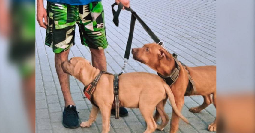 В Перми на мужчину, чьи псы разодрали руку прохожему, отказались заводить дело. Фото: t.me/url_mash