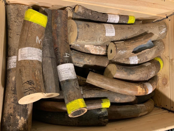 Из Якутии в Китай пытались перевезти более тонны бивней мамонтов