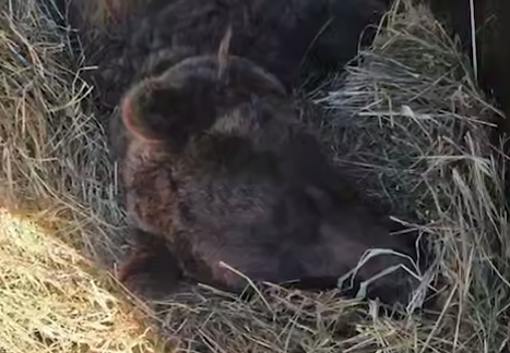 Двух мишек спасли из ужасных условий в зоопарке Дагестана, их увезут в Ирландию. Фото: t.me/mash_gor