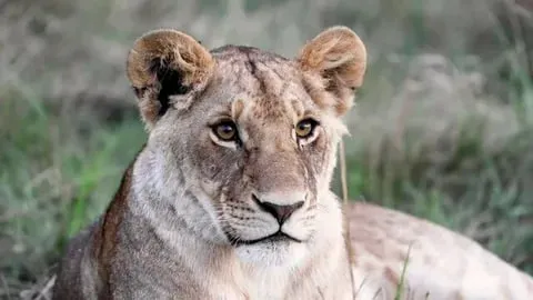 В Бразилии львица сожрала мужчину, который проник в ее вольер в зоопарке. Фото: соцсети