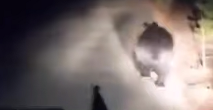 В Бурятии медведь по трассе убегал от едущей за ним машиной. Фото: t.me/babr_mash