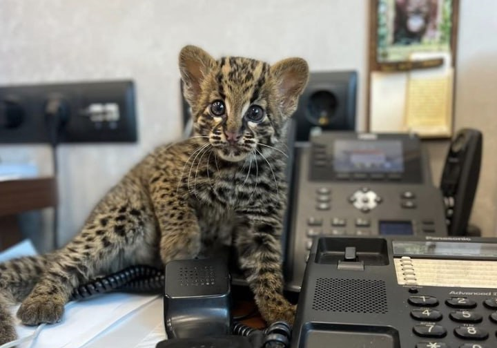Крошка освоилась среди людей! Фото: vk.com/novosibirsk_zoo