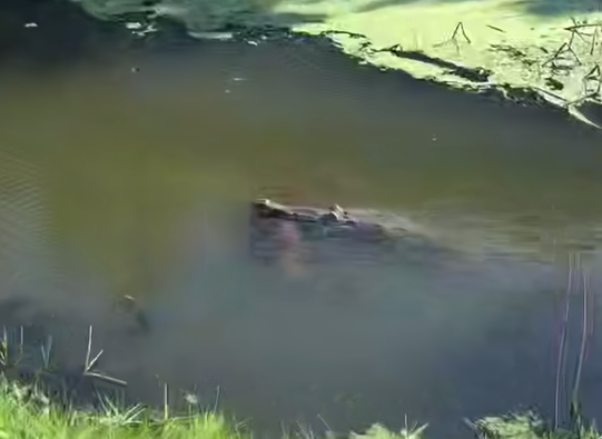 Во Флориде обитающий в реке крокодил ворует домашних собак и убивает. Фото: соцсети