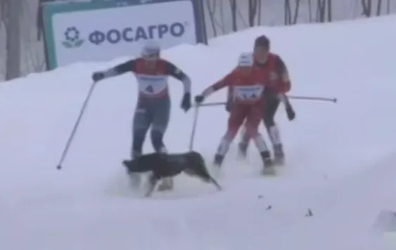 На чемпионате России собака выбежала на трассу и сбила лыжницу во время гонки. Фото: соцсети