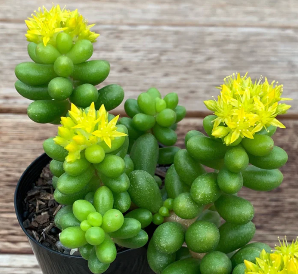 Седум. Фото: succulents-australia-sales.com