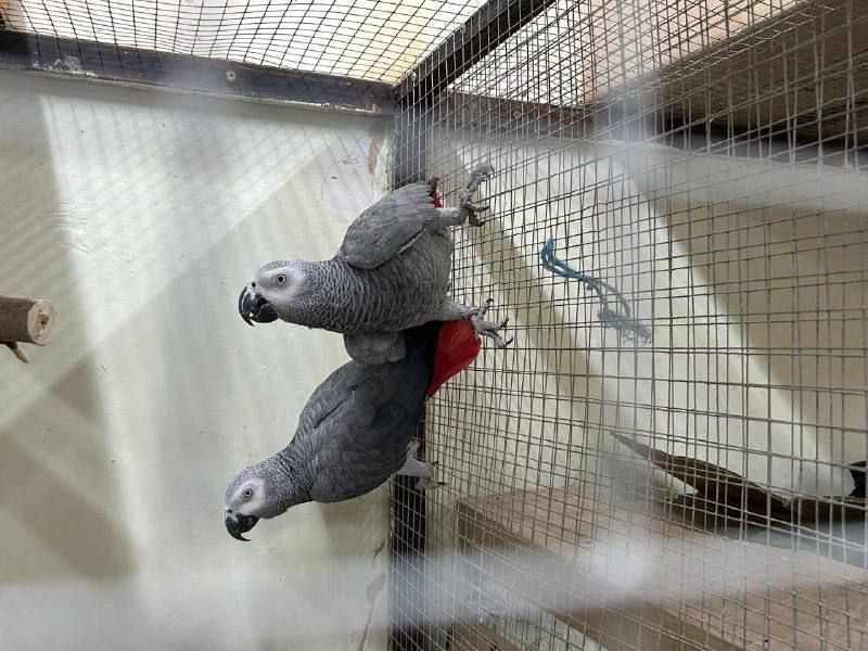 В Казани мужчина пытался провезти через таможню восемь попугаев жако. Фото: t.me/mash_iptash