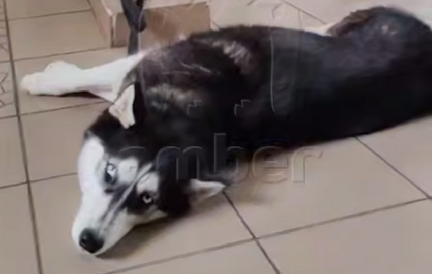 В Калининграде мужчина зарезал собаку, которая помогала инвалидам развиваться. Фото: t.me/amber_mash