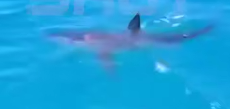 Стаи акул атаковали берега Египта — хищницы плавают в пяти метрах от берега. Фото: t.me/shot_shot