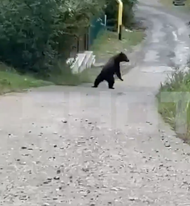 Косолапый спокойно прошелся по улицам. ФОТО: t.me/shot_shot