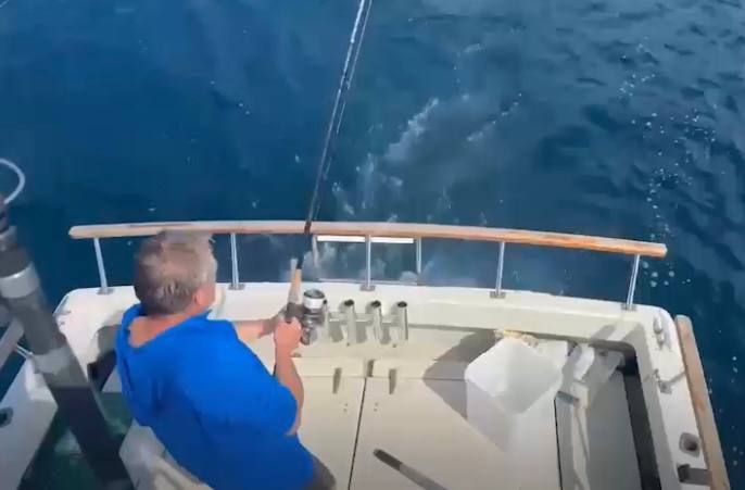 Акула напала на рыбаков в Приморье и украла их улов. Фото: @t.me/amur_mash