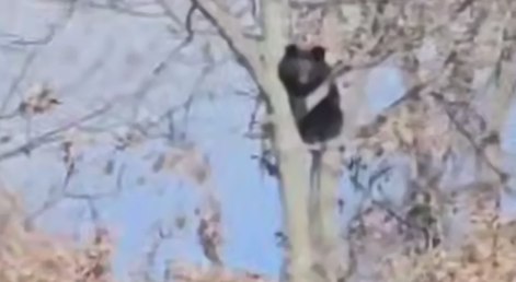 В Приморье медведь два дня сидел на дереве и запугивал людей, рыча на них оттуда. Фото: t.me/amur_mash