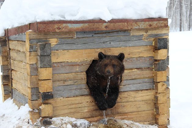 Фото: мишкинаберлога.рф