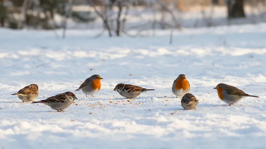 Зимой в России у птиц еды становится меньше. Поэтому они тратят больше сил на поиски пищи, чем на собственное выживание. Фото сгенерировано нейросетью Nano Banana
