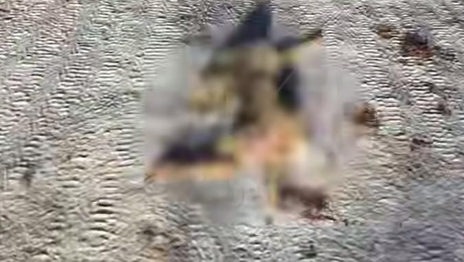 В Забайкалье стая агрессивных псов загнала и разорвала косулю у детской площадки. Фото: t.me/babr_mash