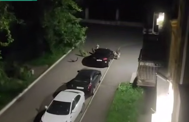 В Новокузнецке стая собак отгрызла бампер машины, пытаясь достать кота. Фото: t.me/mash_siberia