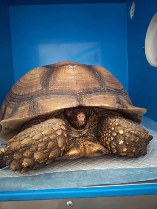 В Ростова черепаха едва не сгорела заживо, когда в вольере начался пожар. Фото: соцсети