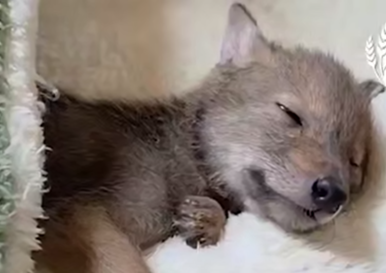 На Кубани спецы спасли щенка шакала, которого уже начали есть опарыши. Фото: t.me/kub_mash