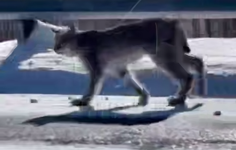 В Хабаровском крае рысь, которая не боится автомобилей, «захватила» трассу. Фото: t.me/amur_mash