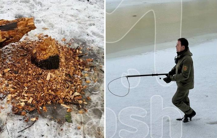 Бобр, построивший хатку у ЖК в Питере, обрушил дерево на припаркованное авто. Фото: t.me/mashmoyka