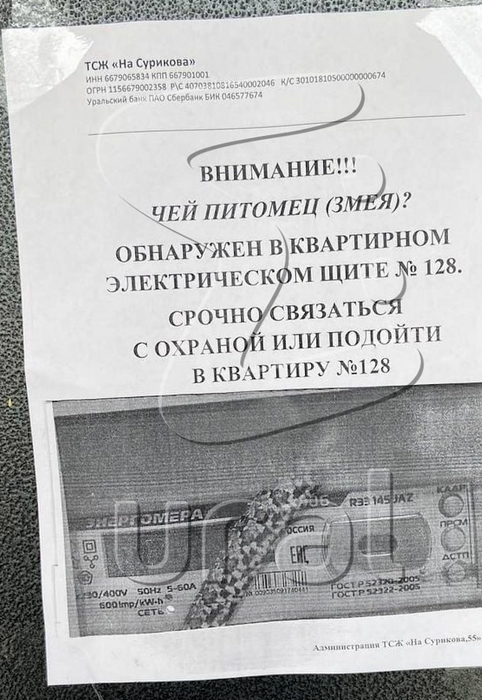 В многоэтажке Екатеринбурга змея сбежала от хозяев и заползла в электрощиток. Фото: t.me/url_mash