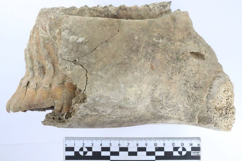 В Нижегородской области археологи нашли коренной зуб молодого мамонта. Фото: t.me/mash_nimash