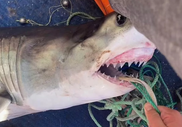 Акула, укусившая подростка. Фото: mirror.co.uk