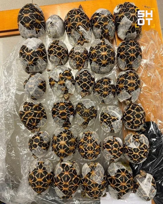 Фото: t.me/shot_shot