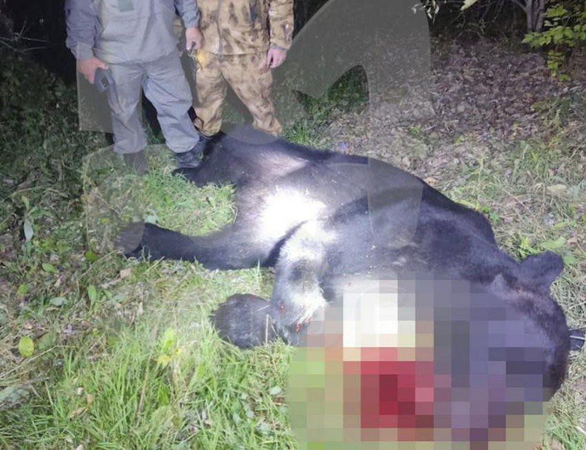 Косолапого застрелили. Фото: @t.me/amur_mash